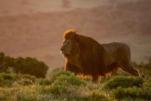 Port Elizabeth: escursione a terra con safari nel Parco Addo + pick-up