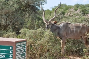 Port Elizabeth: escursione a terra con safari nel Parco Addo + pick-up