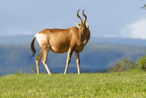 Port Elizabeth: escursione a terra con safari nel Parco Addo + pick-up