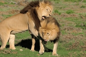 Port Elizabeth: escursione a terra con safari nel Parco Addo + pick-up