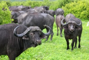 Port Elizabeth: escursione a terra con safari nel Parco Addo + pick-up