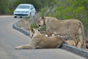 Port Elizabeth: escursione a terra con safari nel Parco Addo + pick-up