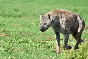 Port Elizabeth: escursione a terra con safari nel Parco Addo + pick-up
