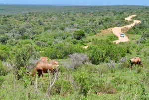 Port Elizabeth: escursione a terra con safari nel Parco Addo + pick-up