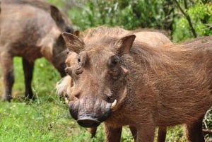 Port Elizabeth: escursione a terra con safari nel Parco Addo + pick-up