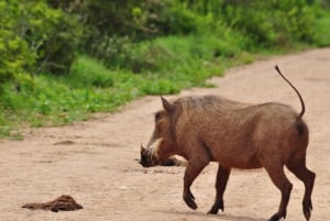 Port Elizabeth: escursione a terra con safari nel Parco Addo + pick-up