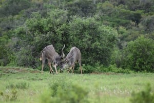 Port Elizabeth: escursione a terra con safari nel Parco Addo + pick-up