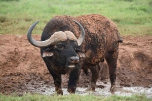 Port Elizabeth: escursione a terra con safari nel Parco Addo + pick-up