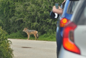 Port Elizabeth: escursione a terra con safari nel Parco Addo + pick-up