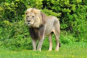 Port Elizabeth: escursione a terra con safari nel Parco Addo + pick-up