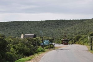 Port Elizabeth: escursione a terra con safari nel Parco Addo + pick-up