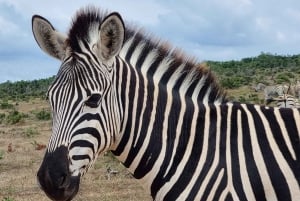 Port Elizabeth: Safari w parku Addo z spacerem wśród żyraf i lunchem