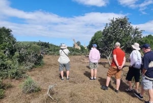 Port Elizabeth: Safari w parku Addo z spacerem wśród żyraf i lunchem