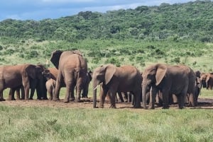 Port Elizabeth: Safari w parku Addo z spacerem wśród żyraf i lunchem