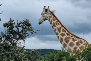 Port Elizabeth: Safari w parku Addo z spacerem wśród żyraf i lunchem