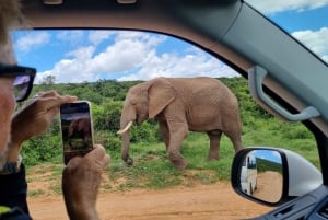 Port Elizabeth: Safari w parku Addo z spacerem wśród żyraf i lunchem
