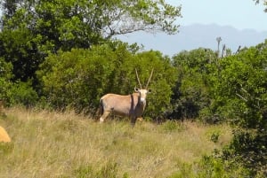 Port Elizabeth: Addo Wildlife Sunset Safari with Bush Dinner
