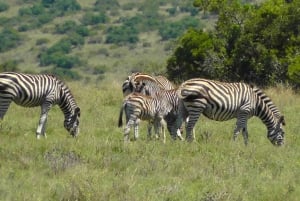 Port Elizabeth: Addo Wildlife Sunset Safari with Bush Dinner