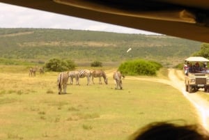Port Elizabeth: Addo Wildlife Sunset Safari with Bush Dinner