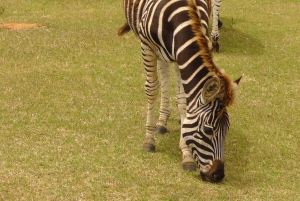 Port Elizabeth: Addo Wildlife Sunset Safari with Bush Dinner