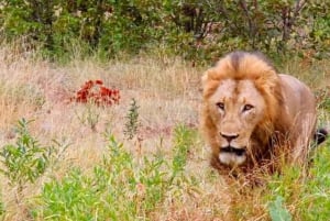 Port Elizabeth: Addo Wildlife Sunset Safari with Bush Dinner