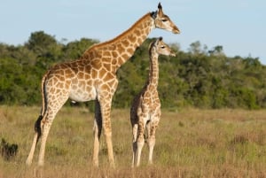 Port Elizabeth: Cape Recife Safari og byrundtur