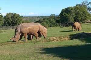 3-in-1-avontuur: ADDO SAFARI - STADSROUNDLEIDING & KRAGGA KAMMA