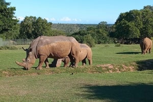 3-in-1-avontuur: ADDO SAFARI - STADSROUNDLEIDING & KRAGGA KAMMA