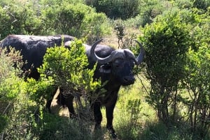 3-in-1-avontuur: ADDO SAFARI - STADSROUNDLEIDING & KRAGGA KAMMA