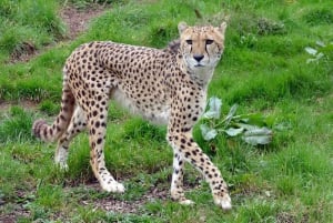 3-in-1-avontuur: ADDO SAFARI - STADSROUNDLEIDING & KRAGGA KAMMA