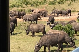 3-in-1-avontuur: ADDO SAFARI - STADSROUNDLEIDING & KRAGGA KAMMA