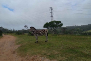 Port Elizabeth: Safari duplo e city tour