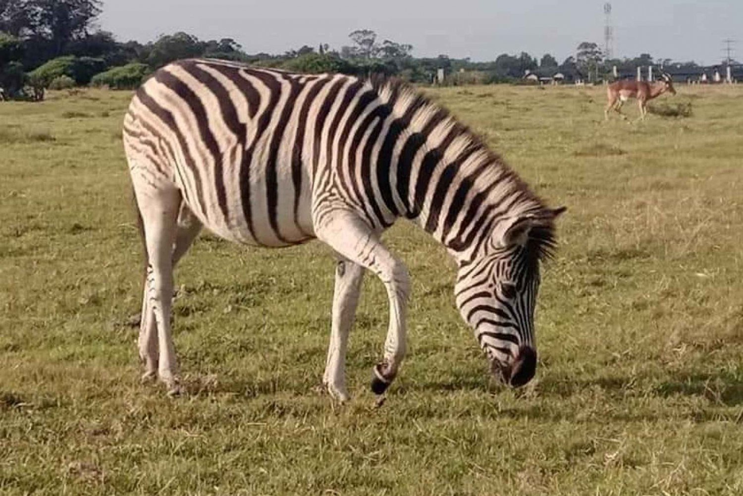 Port Elizabeth: Kragga Kamma Game Park og bytur