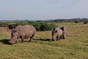 Port Elizabeth: Kragga Kamma Game Park ja kaupunkikierros