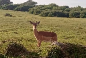 Port Elizabeth: Kragga Kamma Game Park ja kaupunkikierros