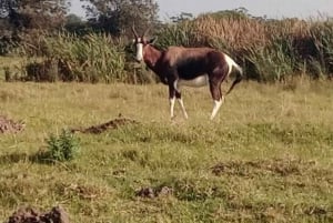 Port Elizabeth: Kragga Kamma Game Park ja kaupunkikierros