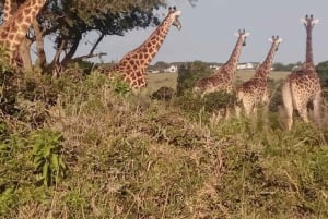 Port Elizabeth: Kragga Kamma Game Park ja kaupunkikierros