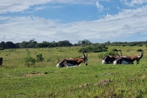 Port Elizabeth: Kragga Kamma Game Park Guided Tour