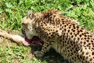 Port Elizabeth: Kragga Kamma Game Park Guided Tour