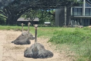 Port Elizabeth: Kragga Kamma Game Park Guided Tour