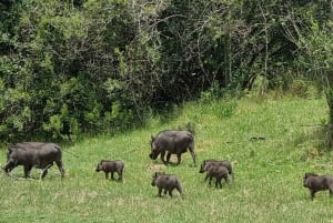 Port Elizabeth: Kragga Kamma Game Park Guided Tour