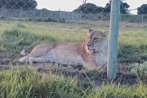 Port Elizabeth: Kragga Kamma Game Park Guided Tour