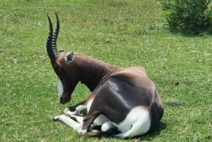 Port Elizabeth: Kragga Kamma Game Park Guided Tour