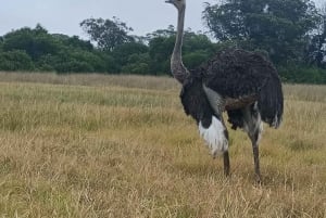 Port Elizabeth: Kragga Kamma Game Park Guided Tour