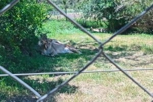 Port Elizabeth: Kragga Kamma Game Park Safari