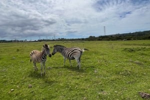 Port Elizabeth: Kragga Kamma Game Park Safari