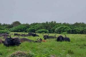 Port Elizabeth: Kragga Kamma Game Park Safari