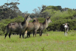 Прибрежная пешеходная тропа Сакраменто: Порт-Элизабет