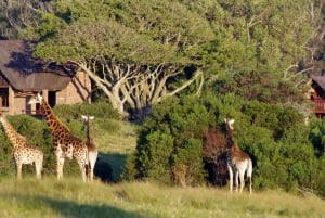 Port Elizabeth: Kragga Kamma Safari ja Sardinia Bayn ranta