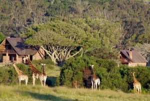 Port Elizabeth: Kragga Kamma Safari ja Sardinia Bayn ranta